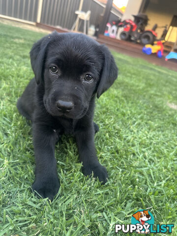 Purebred Labrador Puppies