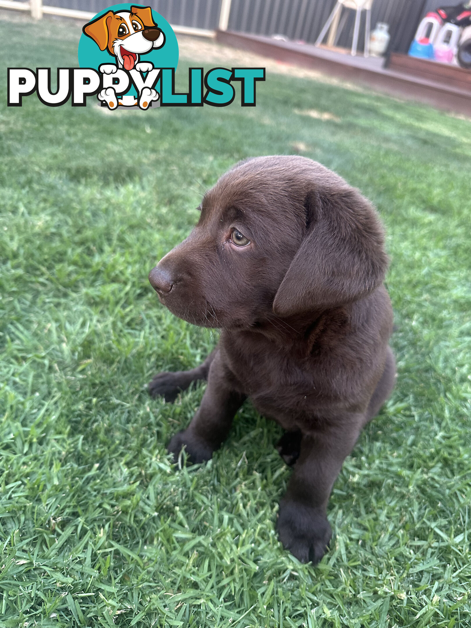 Purebred Labrador Puppies