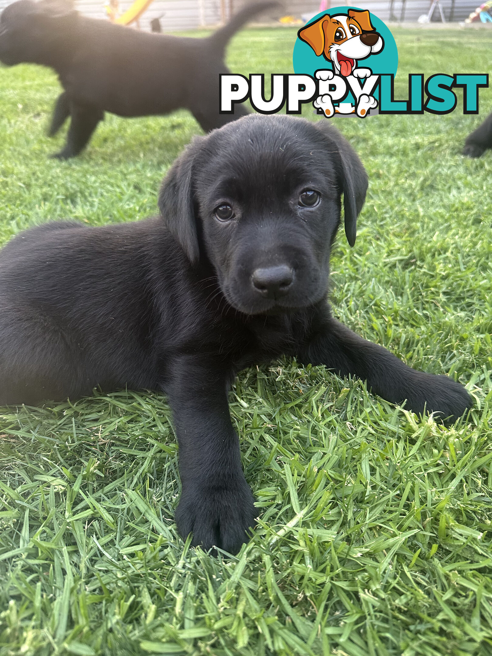 Purebred Labrador Puppies