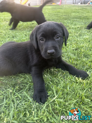 Purebred Labrador Puppies