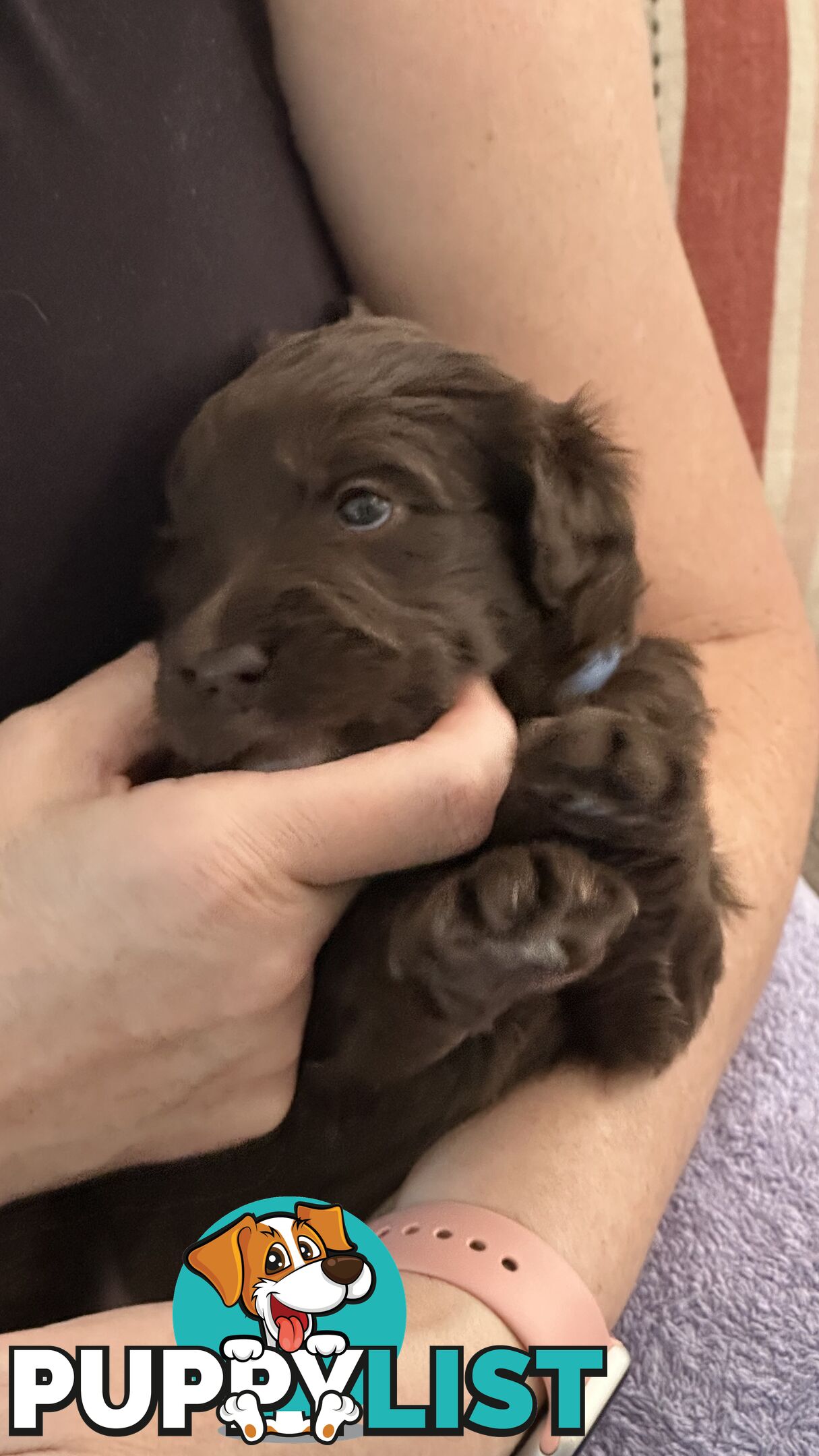 Border Collie X Medium Groodle Puppies - Bordoodle appearance