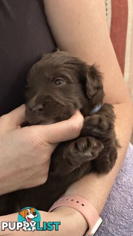 Border Collie X Medium Groodle - Bordoodly Puppies