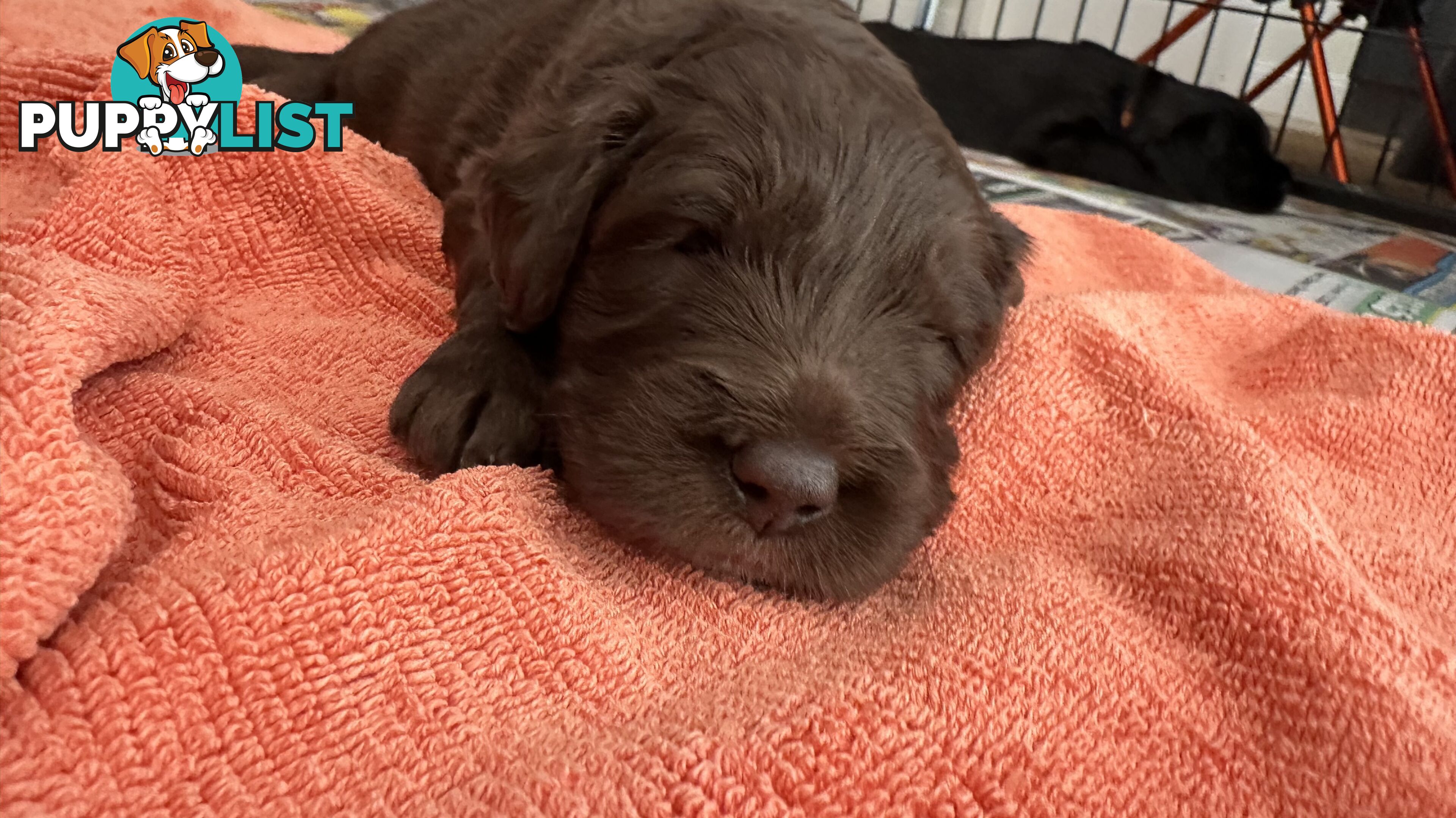 Border Collie X Medium Groodle Puppies - Bordoodle appearance