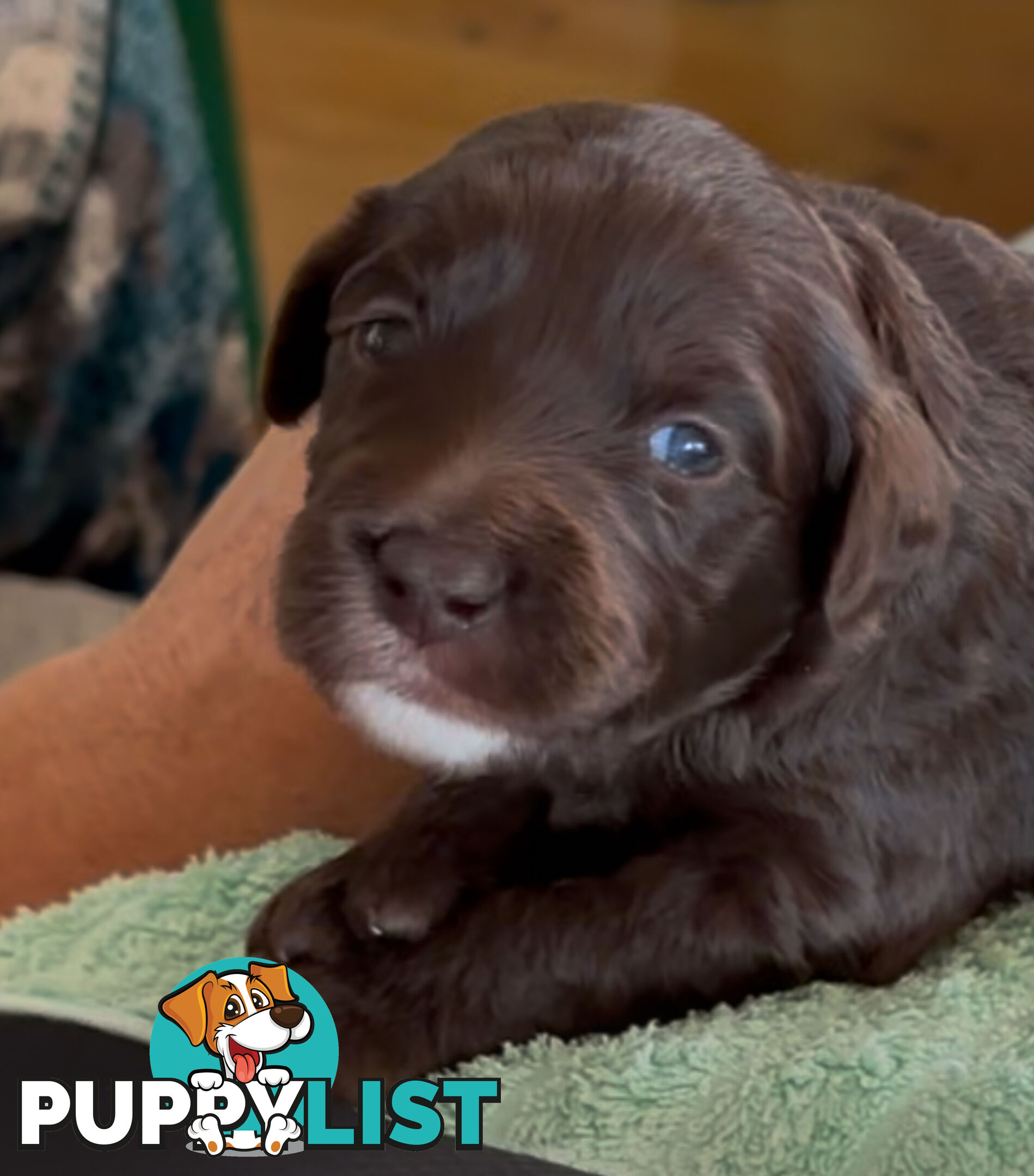 Border Collie X Medium Groodle Puppies - Bordoodle appearance