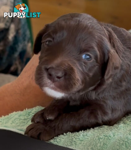 Border Collie X Medium Groodle - Bordoodly Puppies