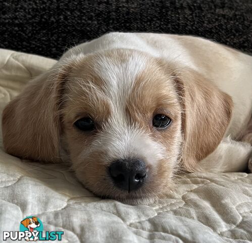 Adorable Boofy Male Puppy