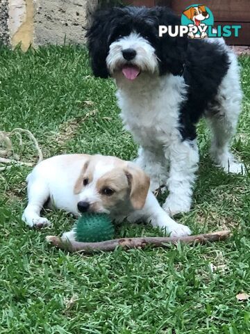 Adorable Boofy Male Puppy