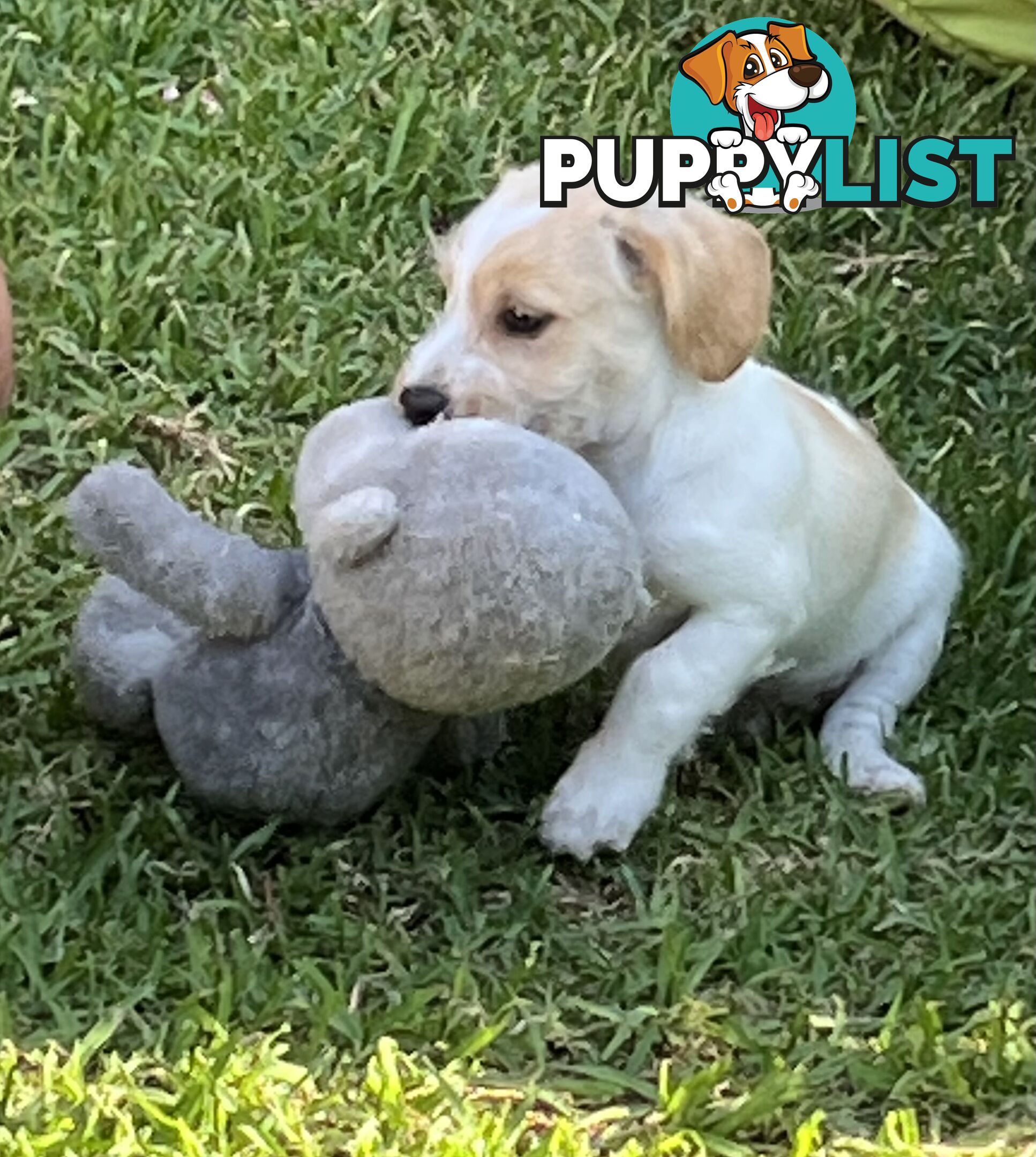 Adorable Boofy Male Puppy