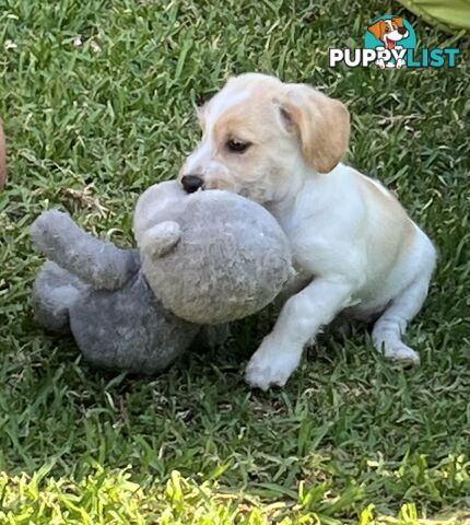 Adorable Boofy Male Puppy