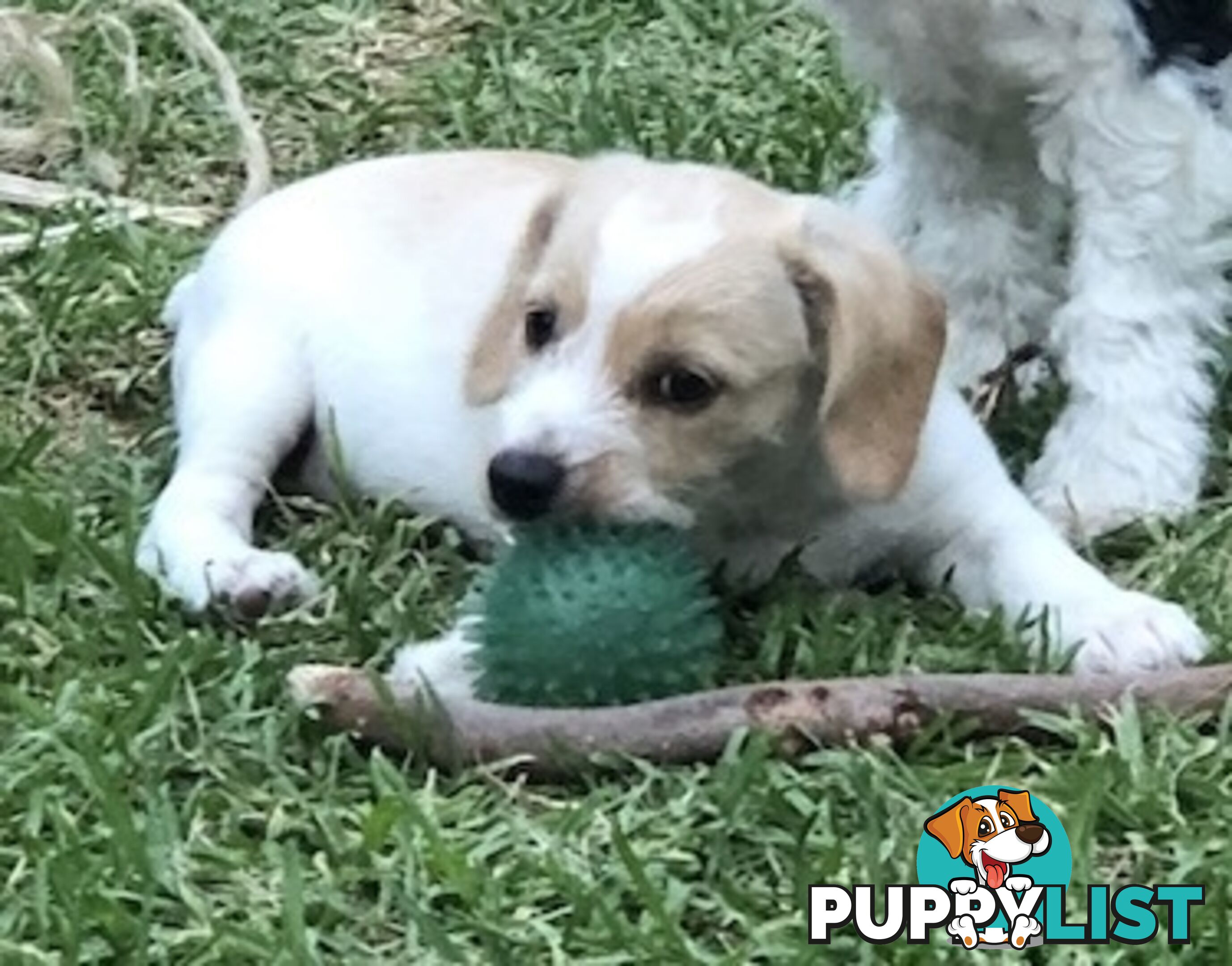 Adorable Boofy Male Puppy