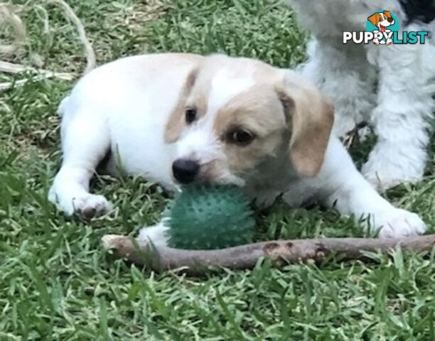 Adorable Boofy Male Puppy