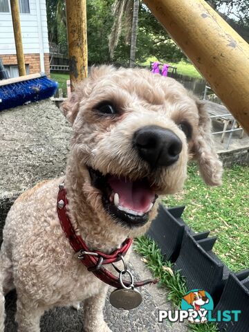 Small cavapoodle