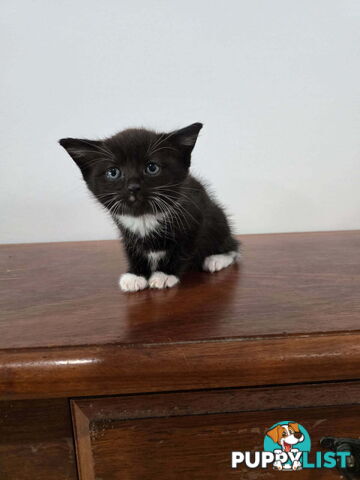 Ragdoll Cross Kittens
