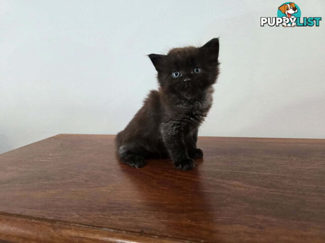 Ragdoll Cross Kittens