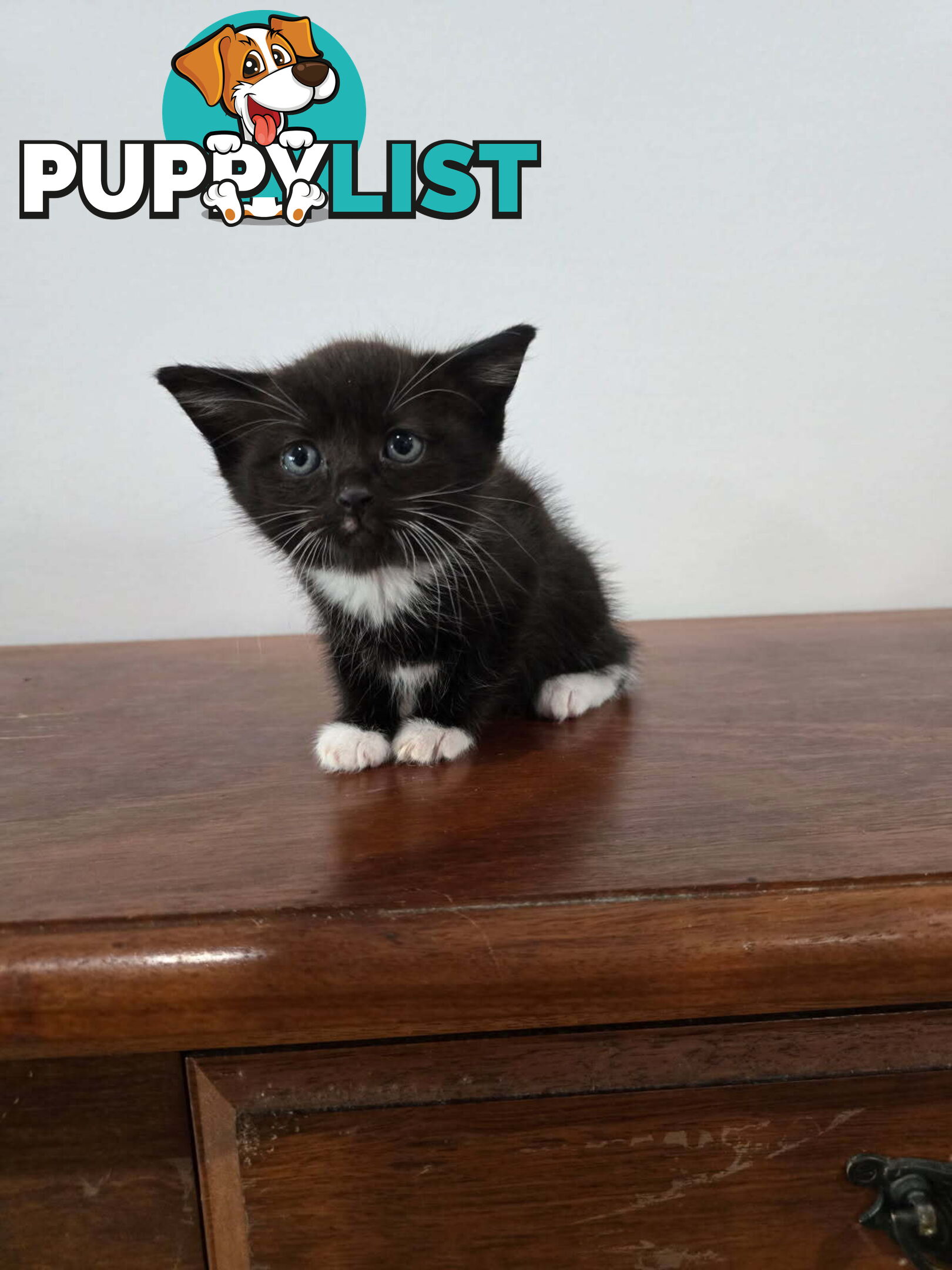 Ragdoll Cross Kittens