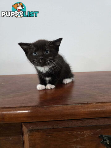 Ragdoll Cross Kittens