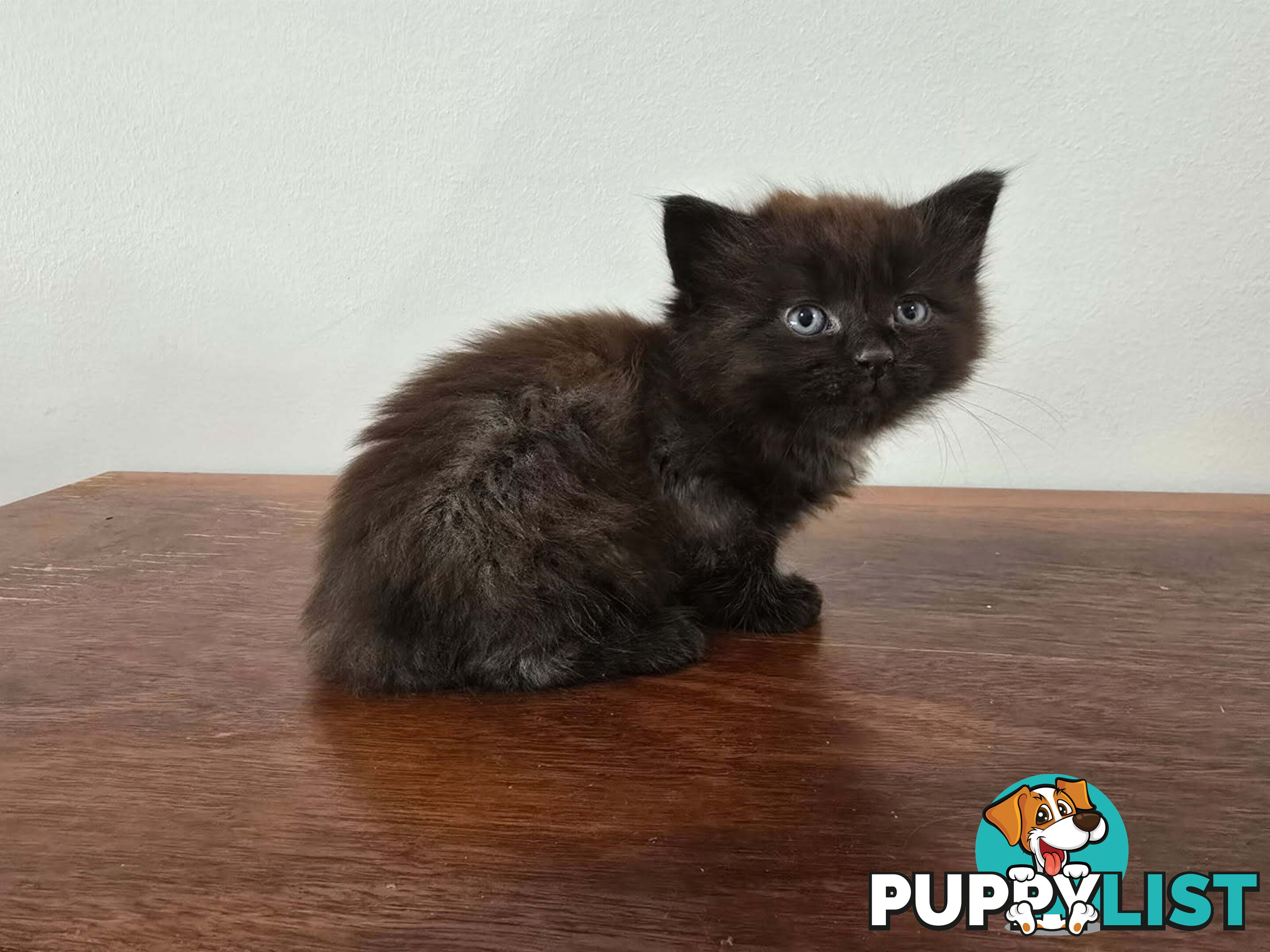 Ragdoll Cross Kittens