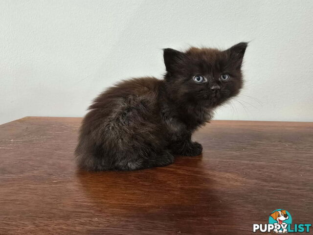 Ragdoll Cross Kittens