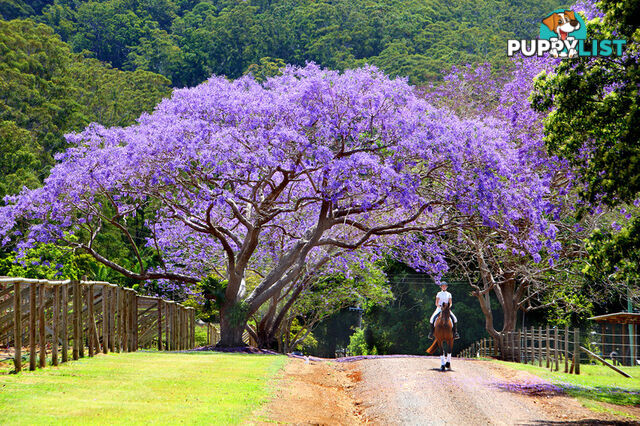 53 Shrapnel Road COOLOOLABIN QLD 4560