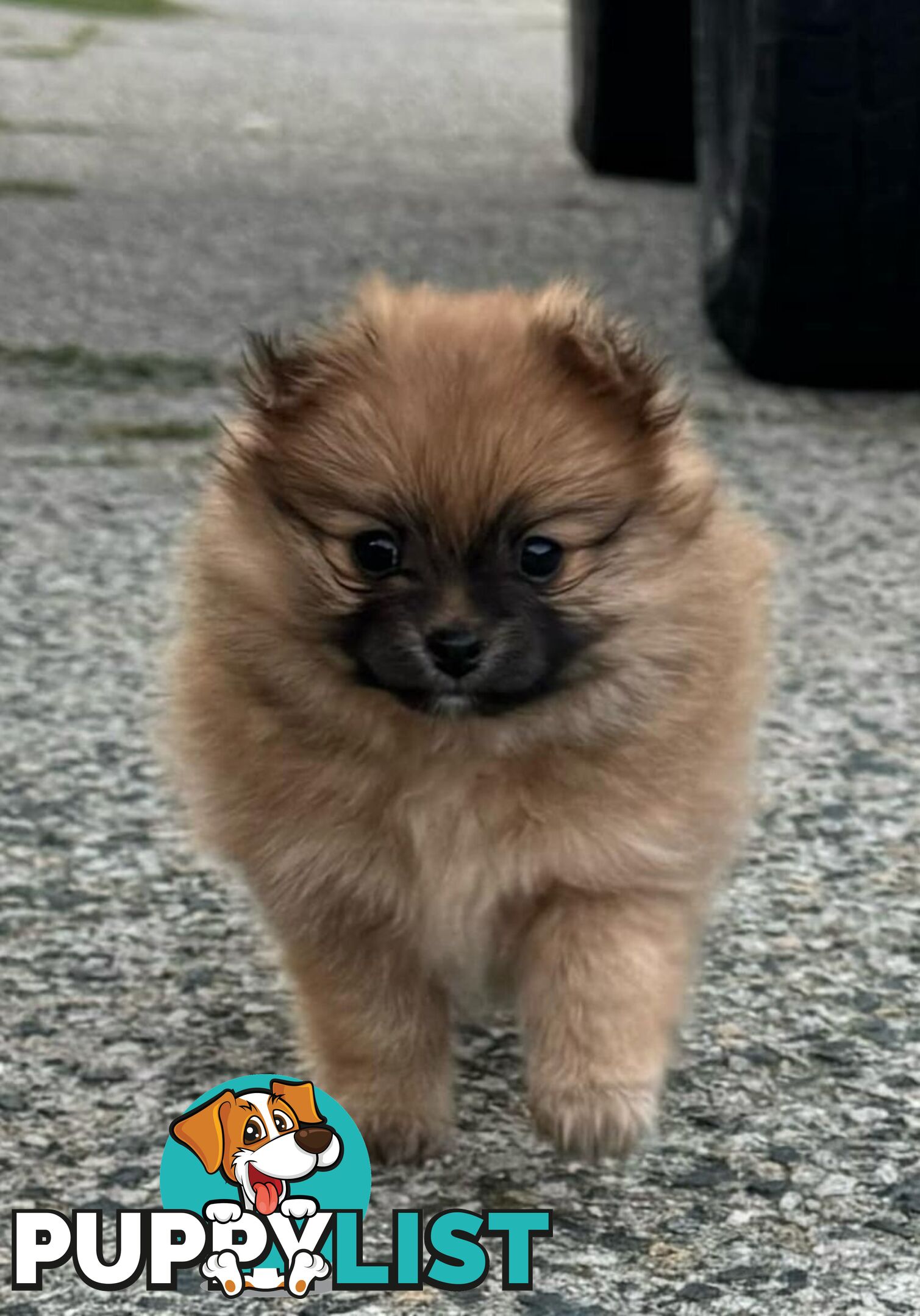 Pure-bred Pomeranian puppies