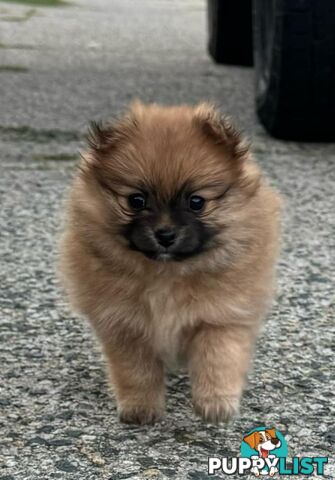 Pure-bred Pomeranian puppies