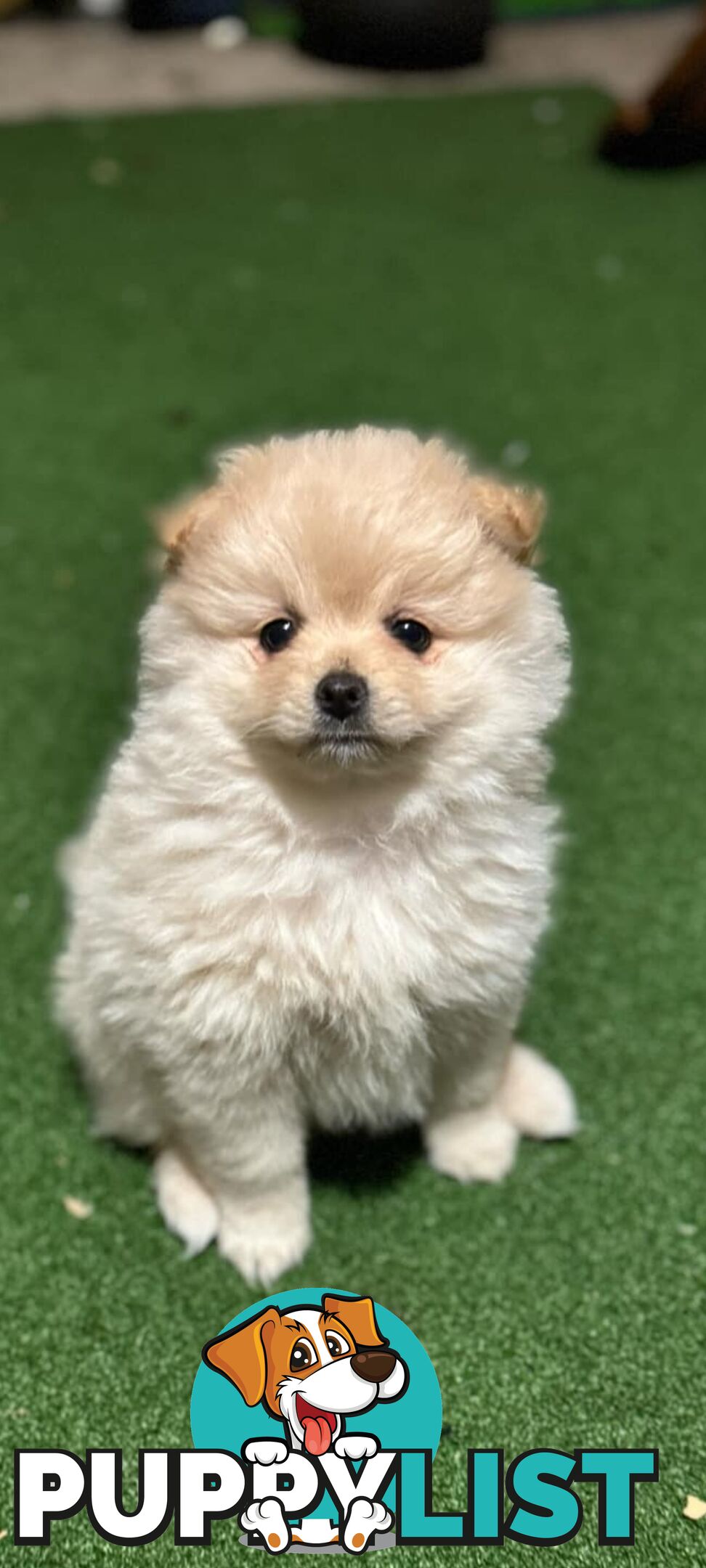 Pure-bred Pomeranian puppies