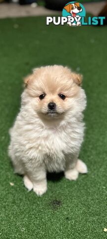 Pure-bred Pomeranian puppies