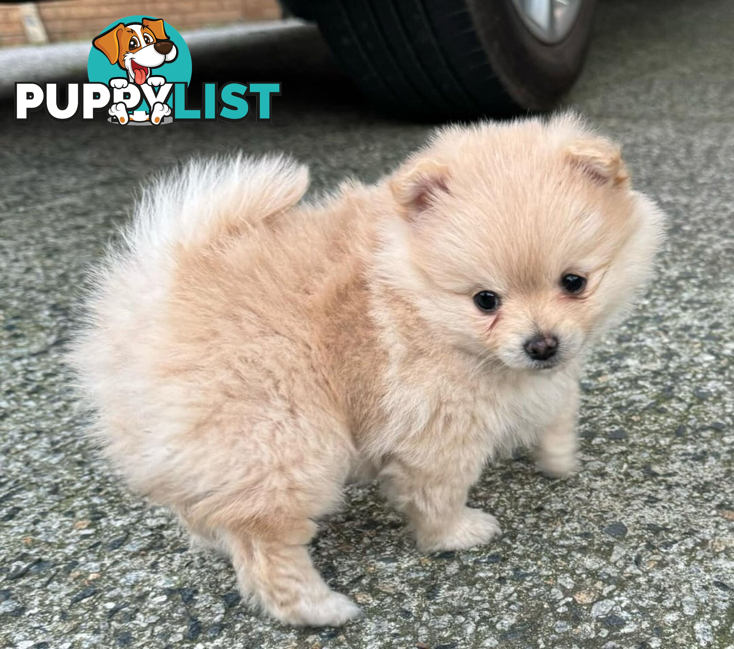 Pure-bred Pomeranian puppies