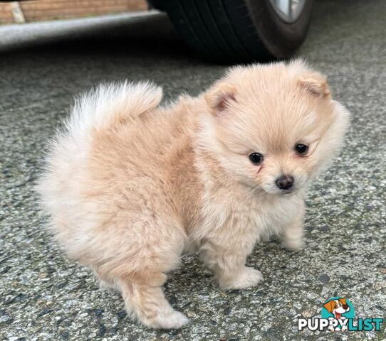 Pure-bred Pomeranian puppies