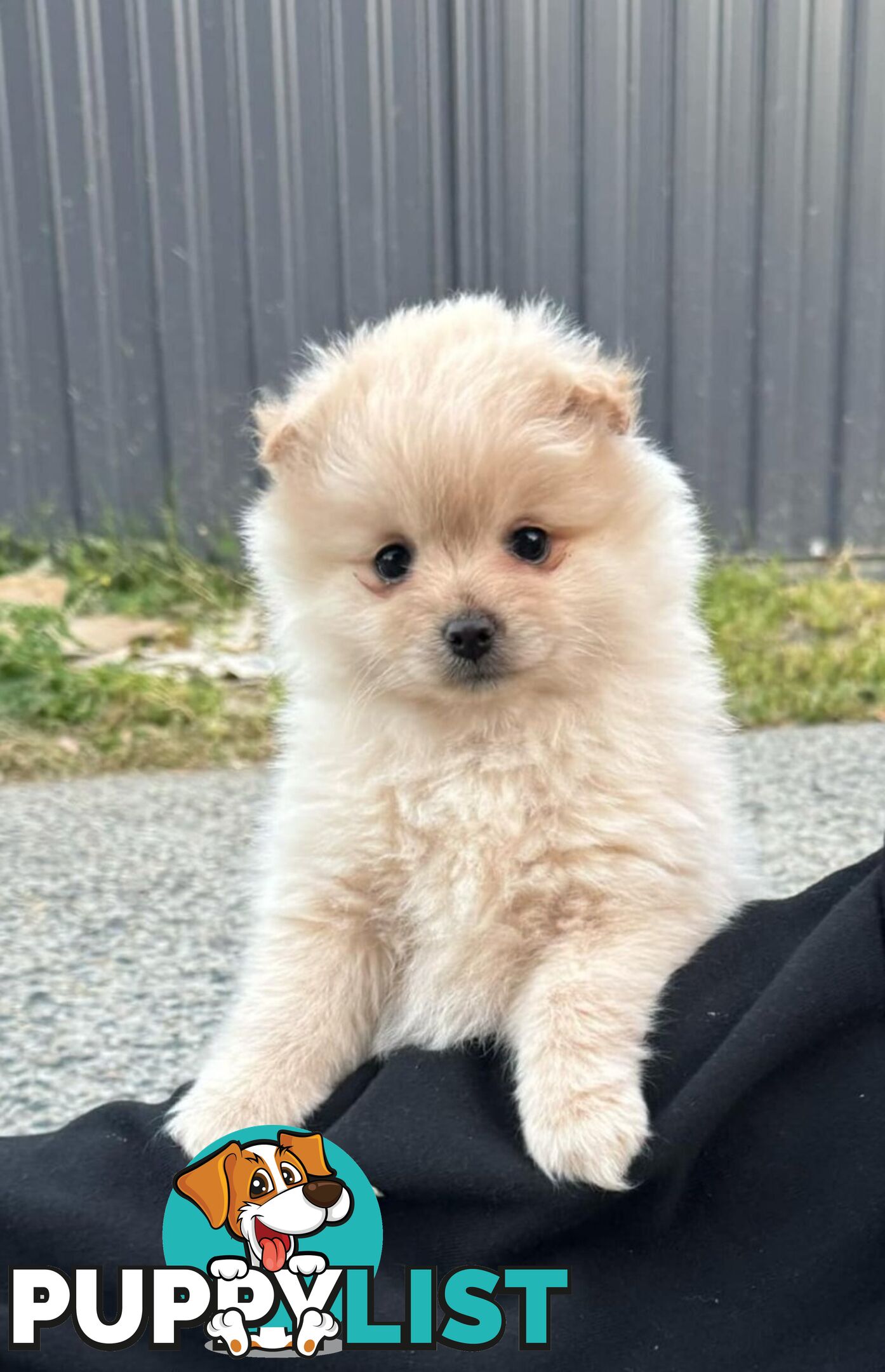 Pure-bred Pomeranian puppies