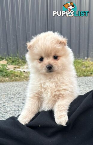 Pure-bred Pomeranian puppies