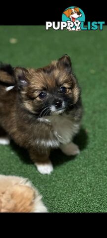 Pure-bred Pomeranian puppies