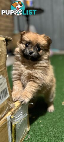 Pure-bred Pomeranian puppies