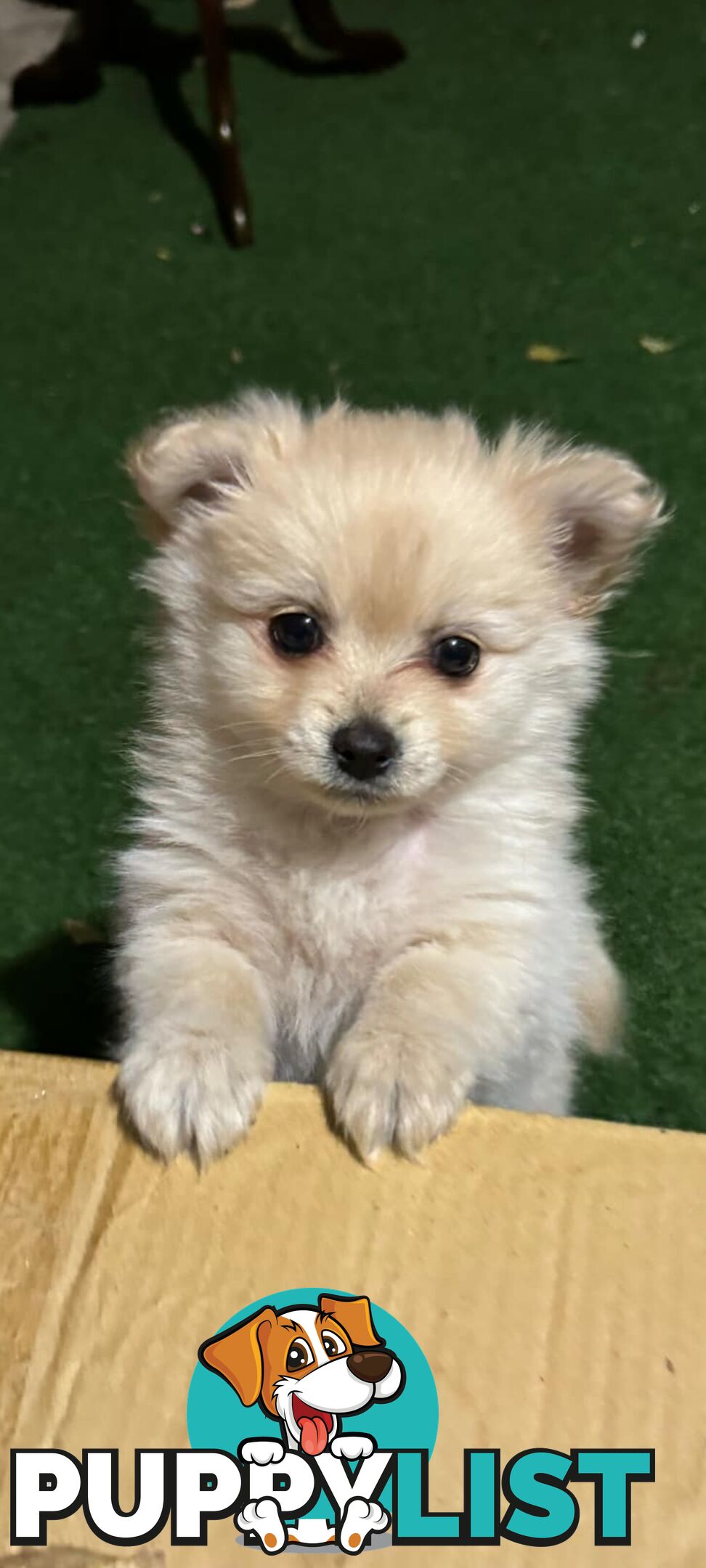 Pure-bred Pomeranian puppies