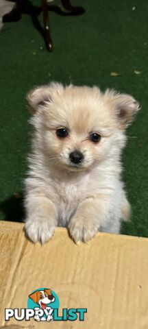 Pure-bred Pomeranian puppies