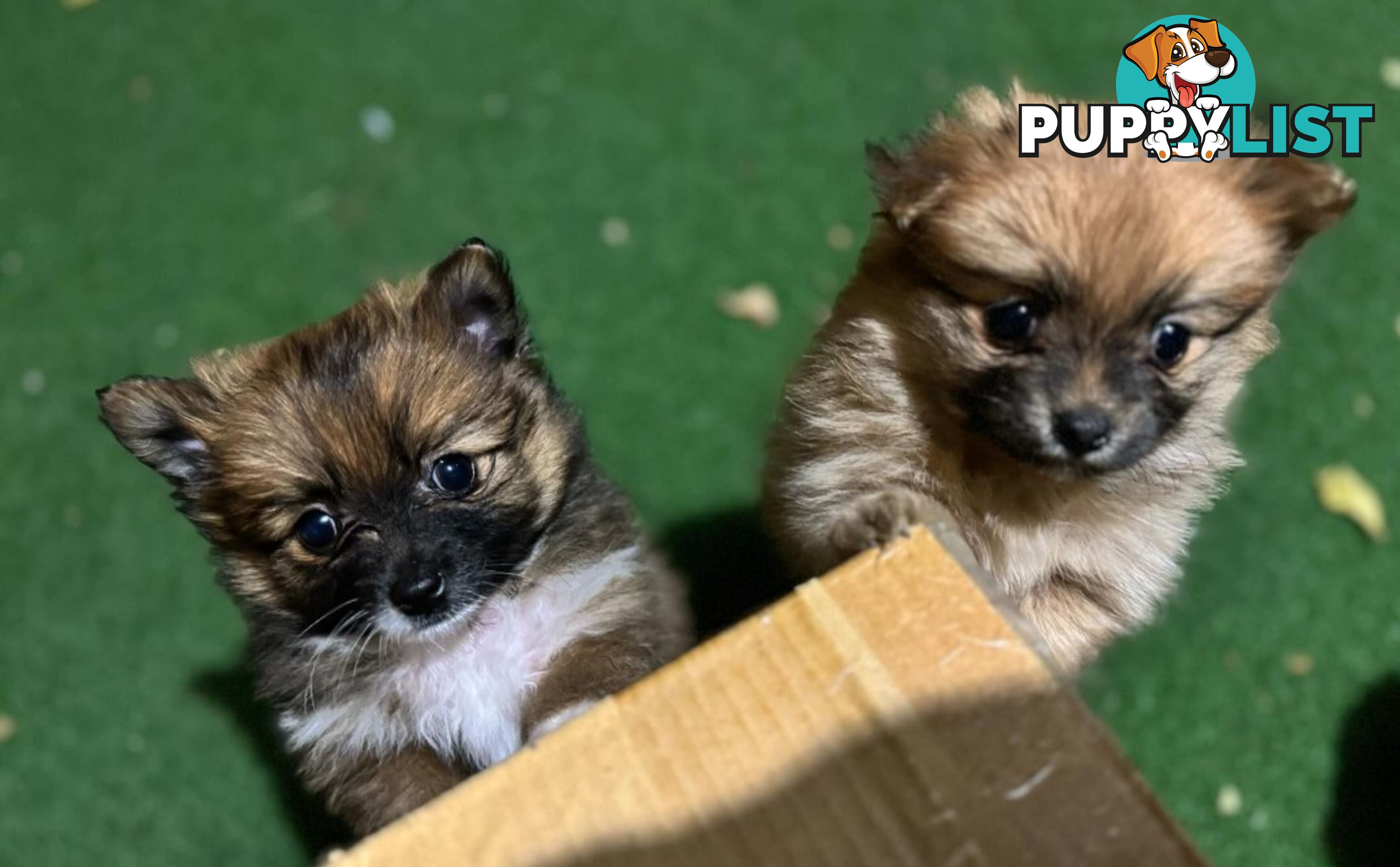 Pure-bred Pomeranian puppies