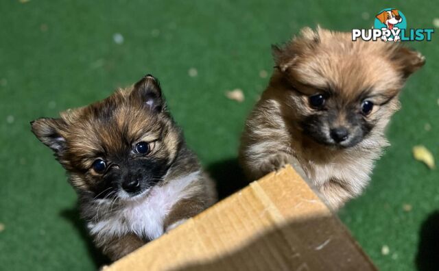 Pure-bred Pomeranian puppies