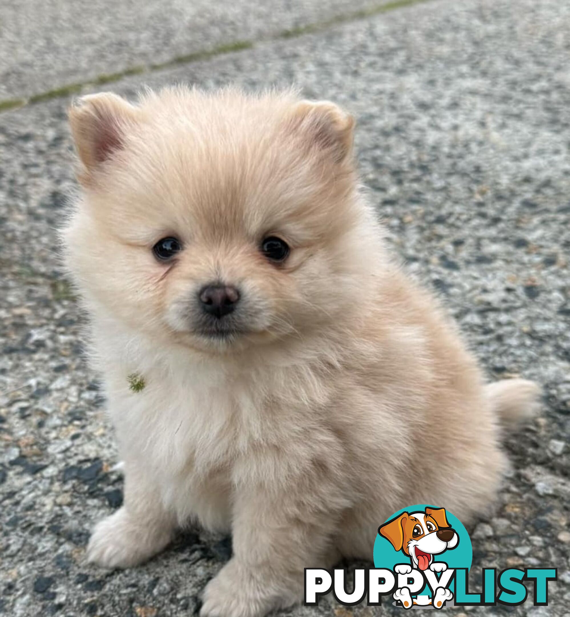 Pure-bred Pomeranian puppies