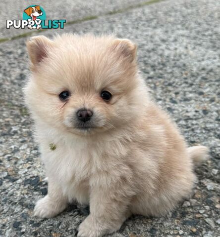 Pure-bred Pomeranian puppies