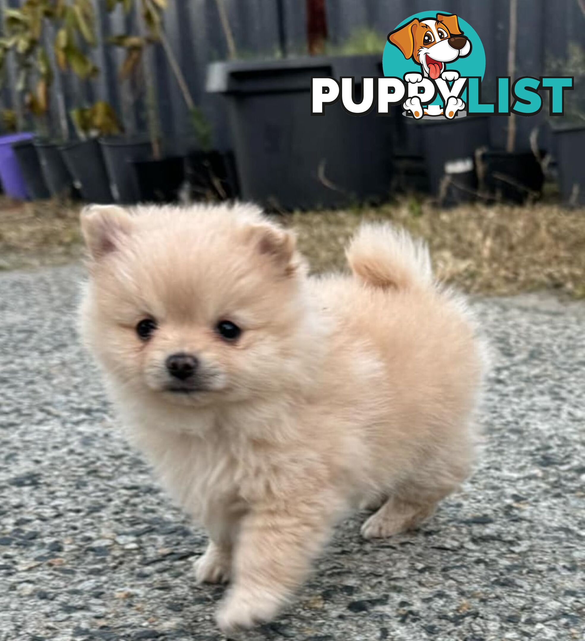 Pure-bred Pomeranian puppies