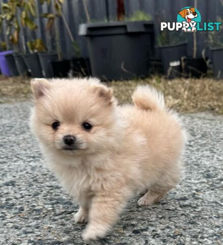 Pure-bred Pomeranian puppies