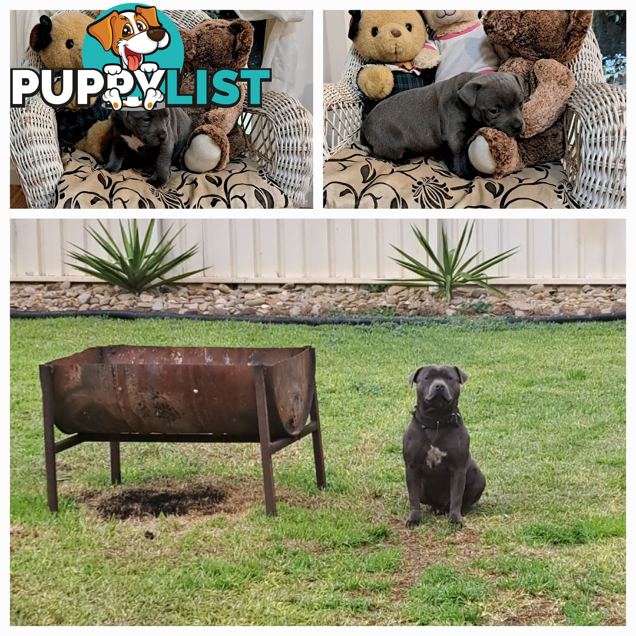 Blue english staffy puppies