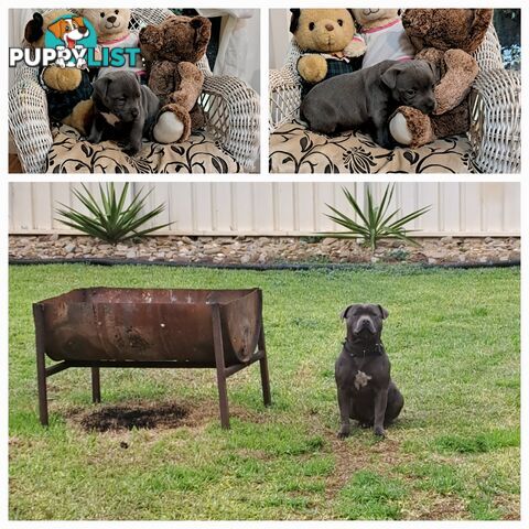 Blue english staffy puppies