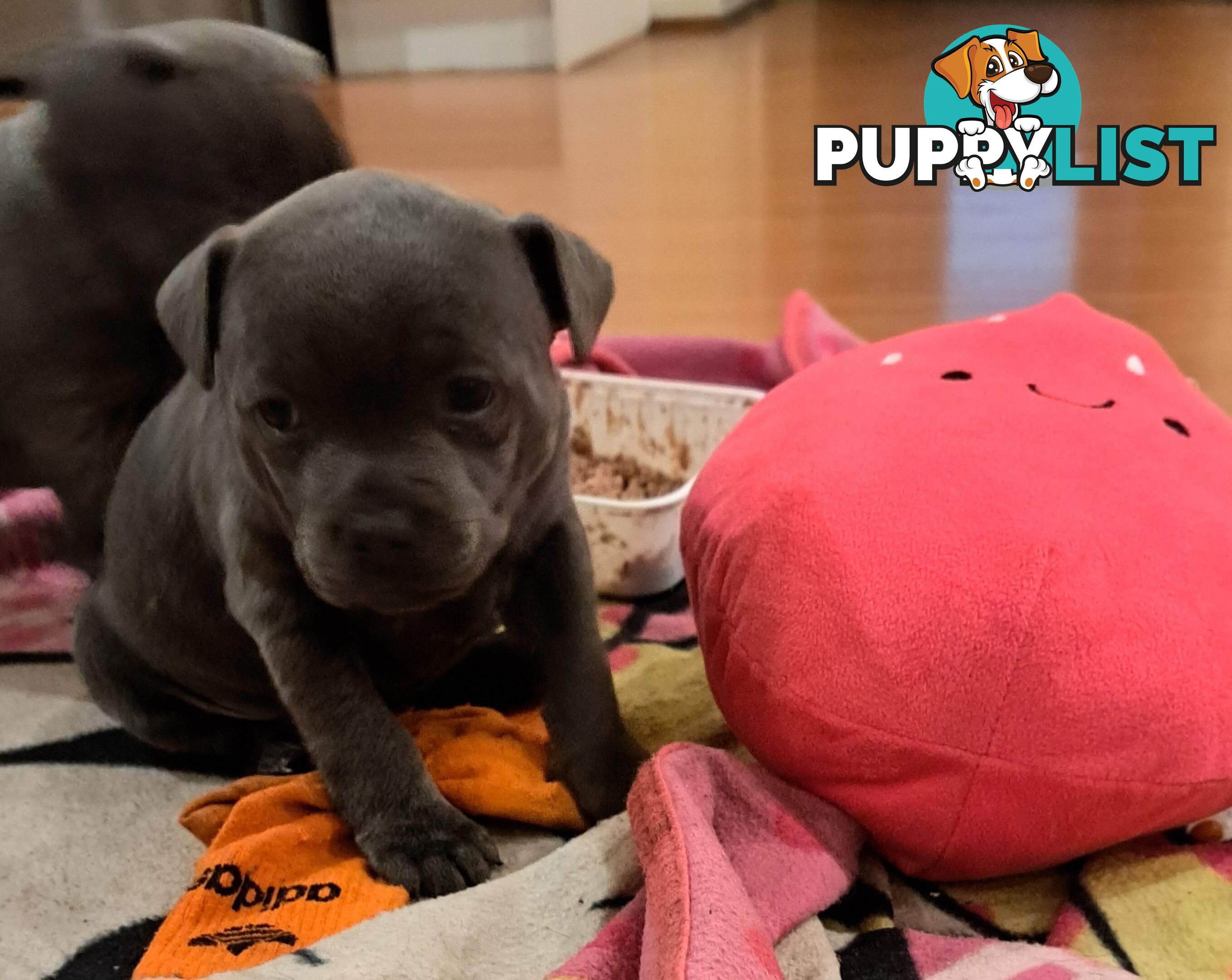 Blue english staffy puppies