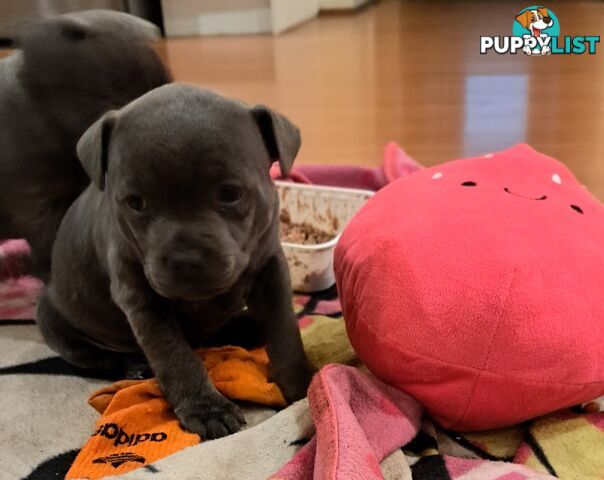 Blue english staffy puppies