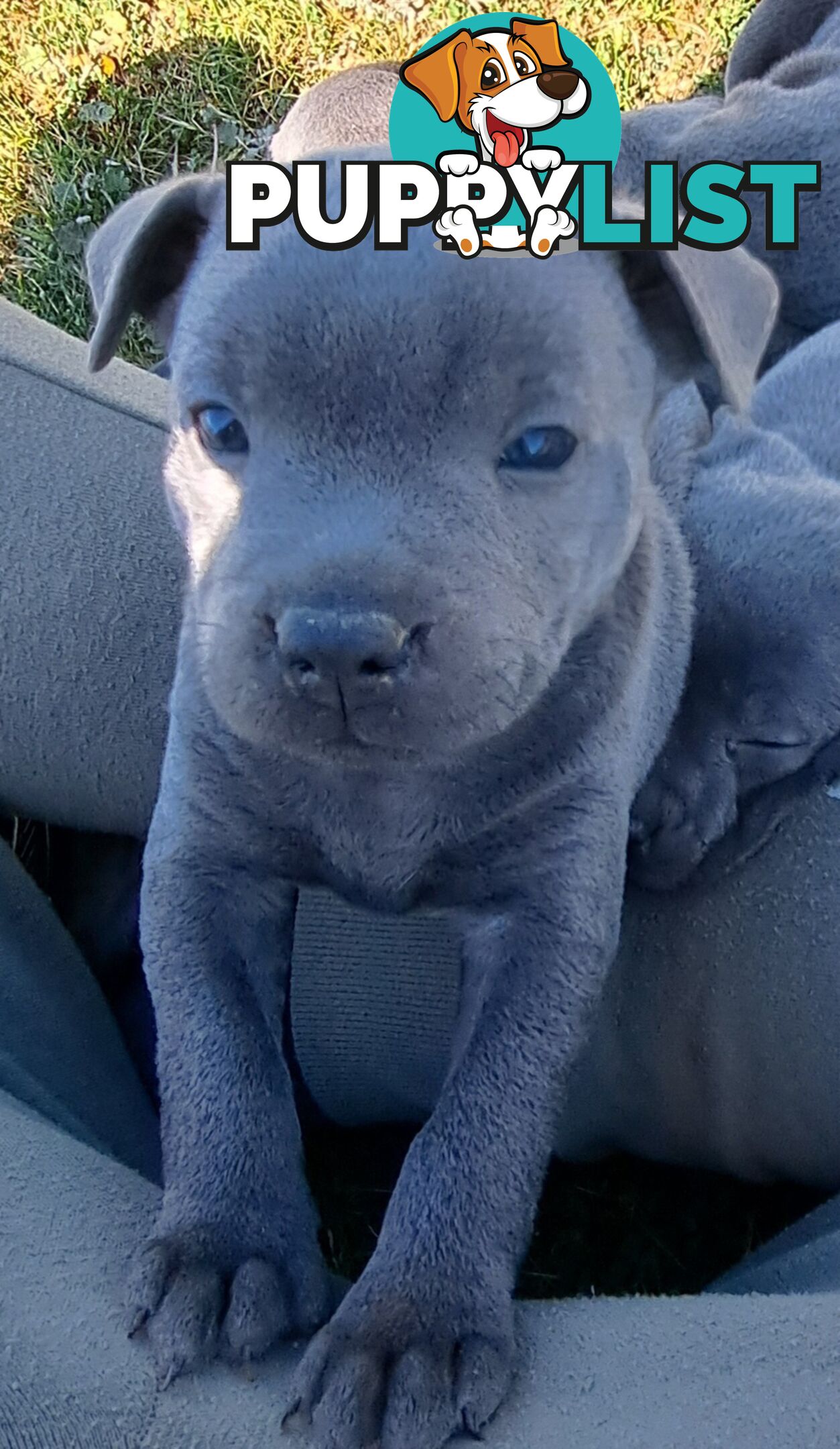 Blue english staffy puppies