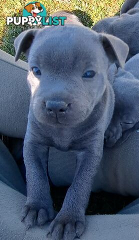 Blue english staffy puppies