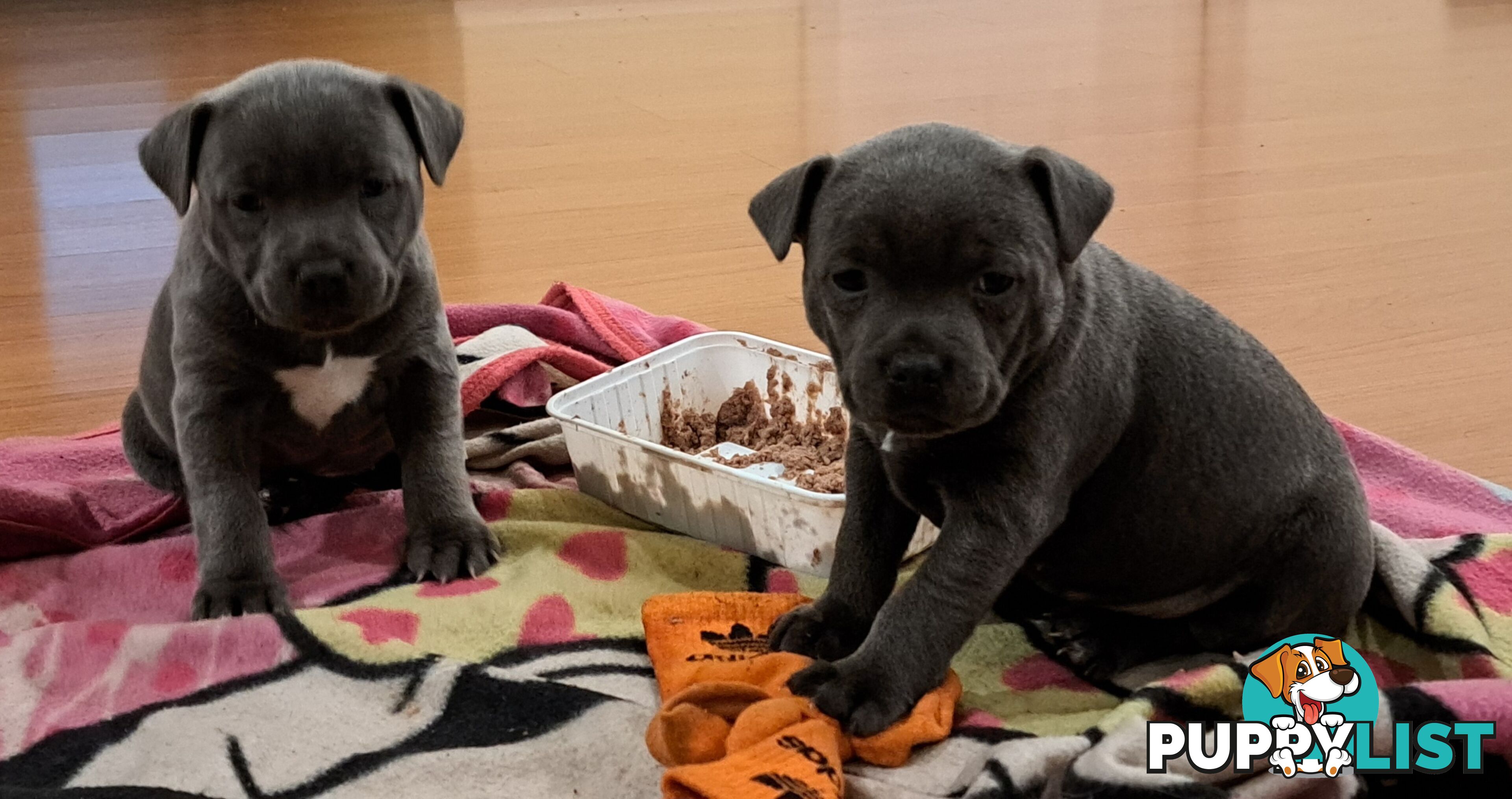 Blue english staffy puppies