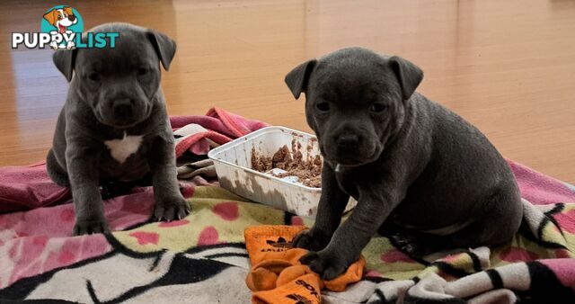 Blue english staffy puppies