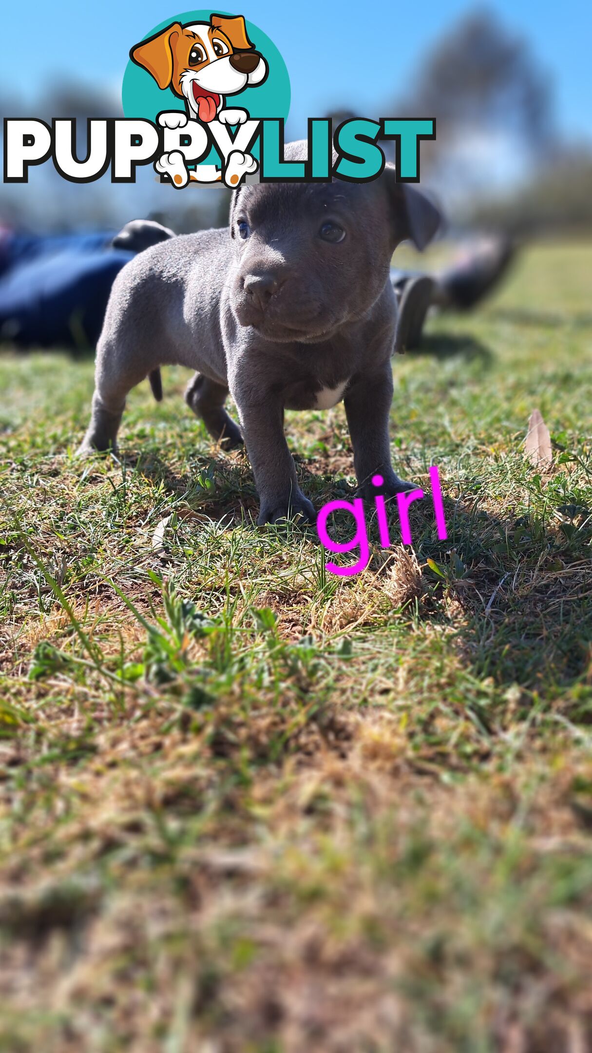 Blue english staffy puppies